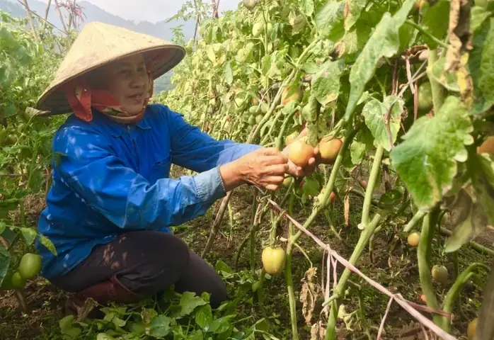 Hướng Dẫn Trồng Rau Theo Mùa Toàn Tập: Từ Lập Kế Hoạch Đến Thu Hoạch
