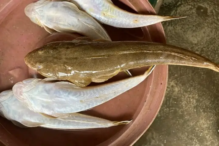 Các Món Với Cá Chai Trứng