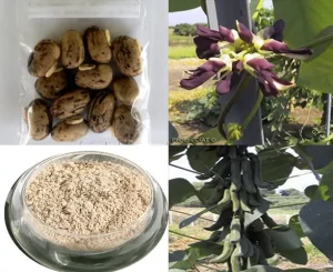 Cách Ăn Hạt Đậu Mèo
