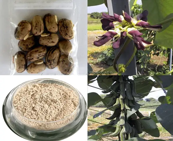 Cách Ăn Hạt Đậu Mèo Cách Ăn Hạt Đậu Mèo