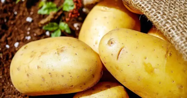 Cách Ăn Khoai Tây Giảm Cân Khoa Học: Từ Thực Phẩm “cấm Kỵ” Thành Trợ Thủ Đắc Lực