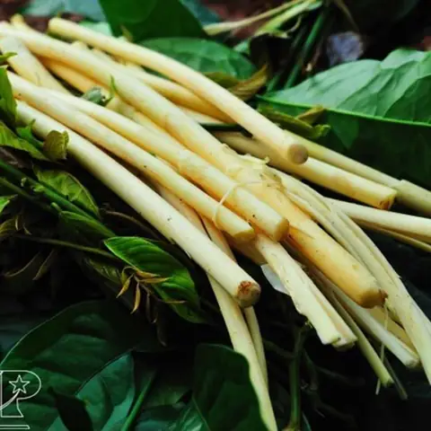 Cách Chế Biến Đọt Mây