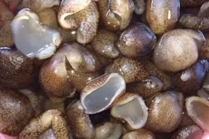 Hướng Dẫn Chi Tiết Cách Chế Biến Hải Sâm Đen Từ A Đến Z