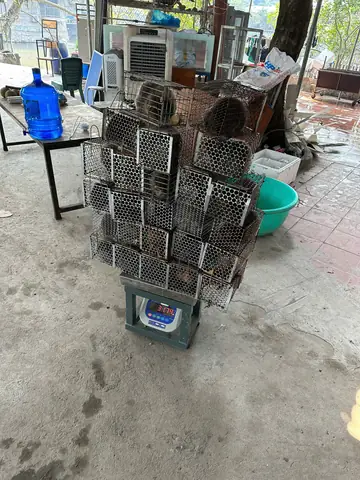 Cách Chế Biến Món Ăn Từ Dúi