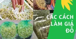 Cách Làm Giá Đỗ Tương Bằng Rổ