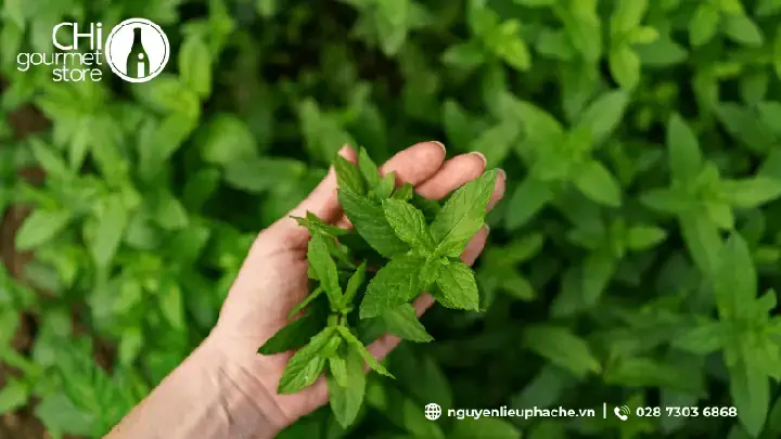 Cách Nấu Đường Cỏ Ngọt Tại Nhà Chi Tiết