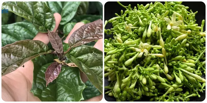 Cách Nấu Hoa Đu Đủ Đực: Hướng Dẫn Chi Tiết Từ A Đến Z