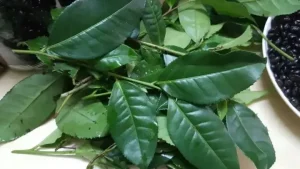 Hướng Dẫn Chi Tiết Cách Nấu Lá Trà Xanh Tươi Để Uống Chuẩn Vị Tại Nhà