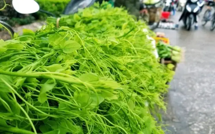 Cách Nấu Rau Bò Khai Chuẩn Vị: Hướng Dẫn Từ A Đến Z Cách Nấu Rau Bò Khai Chuẩn Vị: Hướng Dẫn Từ A Đến Z