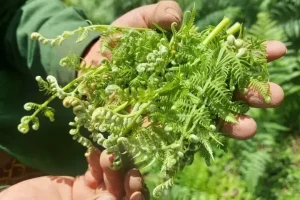 Cách Nấu Rau Dớn Xào Tỏi Thơm Ngon, Giòn Từ A Đến Z
