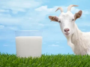 Hướng Dẫn Toàn Tập Cách Nấu Sữa Bò Tươi Tại Nhà Chuẩn Vị, An Toàn