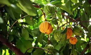 Cách Nấu Tai Chua Khô Đúng Chuẩn: Bí Quyết Giòn Ngon, Thấm Vị Từ A Đến Z