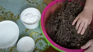 Cách Nấu Thạch Đen Từ Cây Thạch