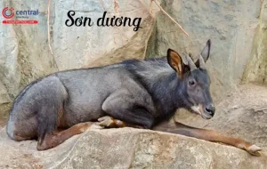 Cách Nấu Thịt Sơn Dương Chuẩn Vị: Sơ Chế Không Mùi & 3 Công Thức Ngon