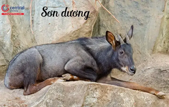 Cách Nấu Thịt Sơn Dương Chuẩn Vị: Sơ Chế Không Mùi & 3 Công Thức Ngon Cách Nấu Thịt Sơn Dương Chuẩn Vị: Sơ Chế Không Mùi & 3 Công Thức Ngon