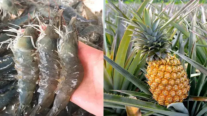 Cách Nấu Tôm Khô Xào Dứa: Hướng Dẫn Chi Tiết Từ A Đến Z