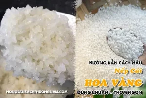 Cách Nấu Xôi Bằng Nếp Cái Hoa Vàng