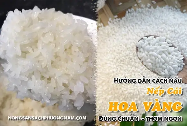 Cách Nấu Xôi Bằng Nếp Cái Hoa Vàng