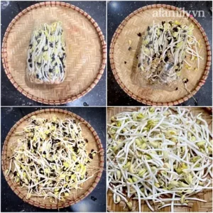 Cách Ngâm Giá Đỗ Đen