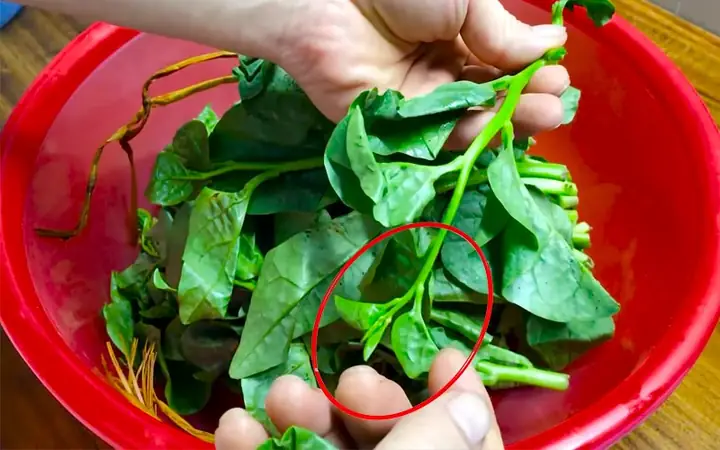 Cách Nhặt Rau Mùng Tơi