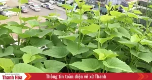 Cách Pha Mắm Cáy Chấm Rau Muống Chuẩn Vị Miền Tây