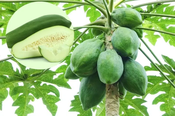 Canh Đu Đủ Xanh Có Tác Dụng Gì