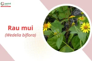 Cây Rau Mui Bông Vàng