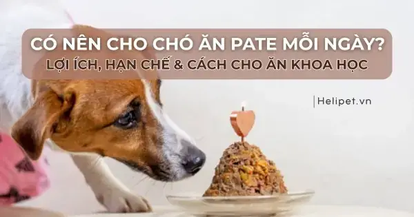Pate Cho Bé: Có Nên Ăn Và Cách Cho Ăn Đúng Cách