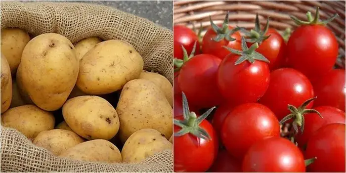 Khoai Tây Và Cà Chua: Có Thực Sự Nên Kết Hợp Trong Một Món Ăn?
