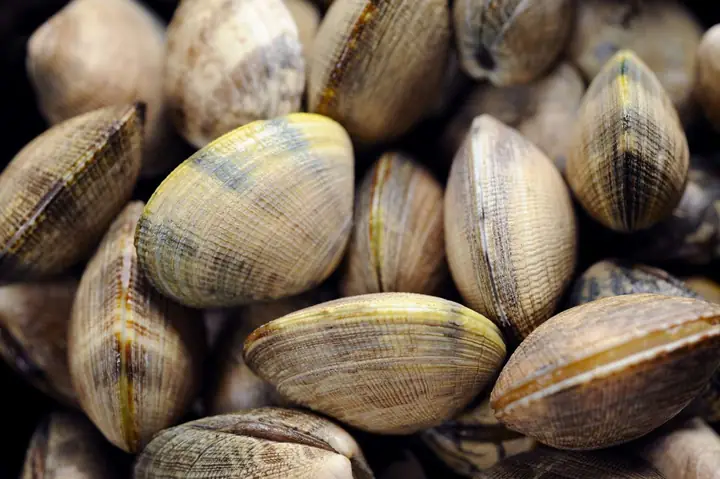 Con Ngao Tiếng Anh Là Gì? Từ 'clam' Trong Ẩm Thực Và Bếp Nướng
