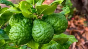Công Dụng Của Trái Chúc: Bí Quyết Sức Khỏe Từ Thiên Nhiên