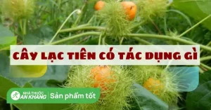 Cách Làm Củ Lạc Tiên Ngâm Đường Phèn Chuẩn Dân Gian