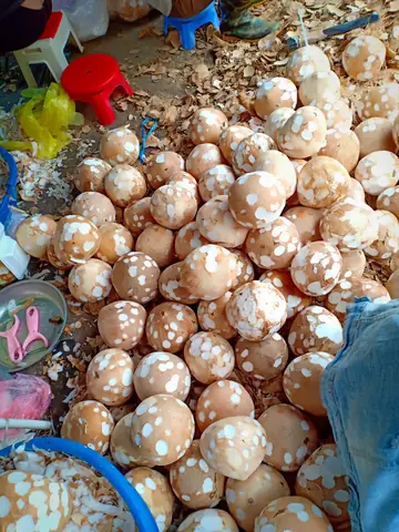 Dừa Bánh Tẻ Làm Mứt