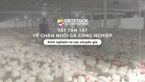 Gà Công Nghiệp Ro Piece