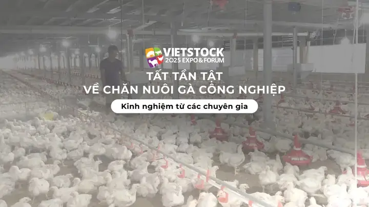 Gà Công Nghiệp Ro Piece