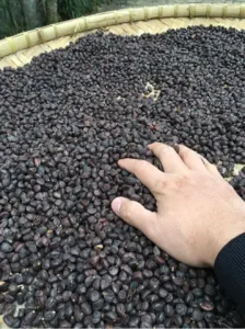 Hạt Dổi Và Mắc Khén: Đánh Giá Chi Tiết Hai Gia Vị "vàng Đen" Của Tây Bắc