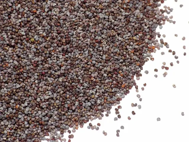 Hạt Anh Túc Làm Bánh