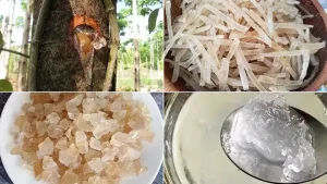 Hạt Mủ Trôm Có Ăn Được Không