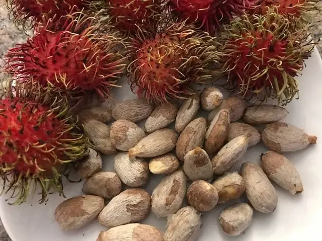 Hạt Nhãn Có Ăn Được Không