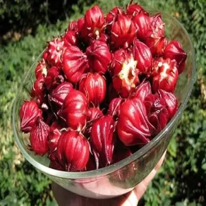 Hoa Atiso Đỏ Làm Gì