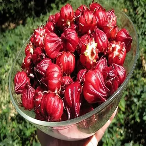 Hoa Atiso Đỏ Làm Gì