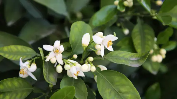 Hoa Bưởi: 15 Công Dụng Vàng Từ Ẩm Thực Đến Chăm Sóc Sức Khỏe