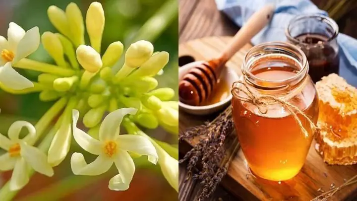 Hoa Đu Đủ Đực Ngâm Mật Ong: Cách Làm, Công Dụng & Lưu Ý Quan Trọng