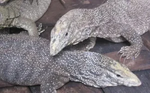 Kỳ Đà Núi Làm Món Gì Ngon