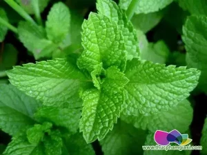 Lá Bạc Hà Và Rau Húng: Phân Biệt, Công Dụng Và Cách Dùng Chuẩn Chỉnh