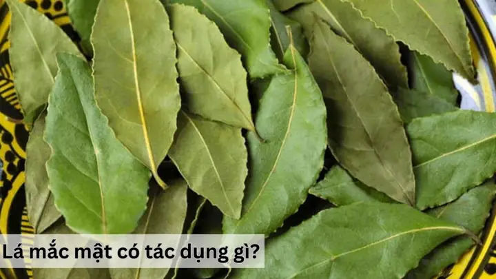 Lá Mắc Mật Có Tác Dụng Gì? Tổng Hợp 15 Công Dụng Và Cách Dùng An Toàn