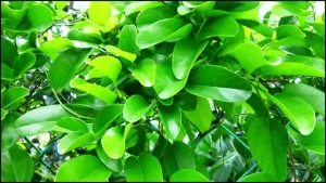Sương Sâm Là Gì? Hướng Dẫn Chi Tiết Về Loại Dây Leo Phổ Biến Ở Đông Nam Á