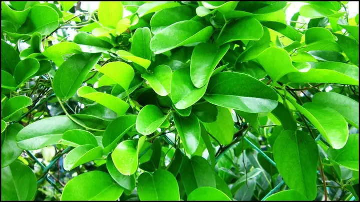 Sương Sâm Là Gì? Hướng Dẫn Chi Tiết Về Loại Dây Leo Phổ Biến Ở Đông Nam Á