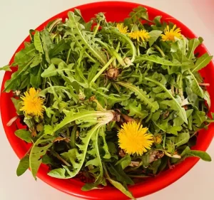 Món Ngon Từ Rau Bồ Công Anh