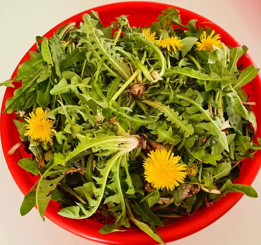 Món Ngon Từ Rau Bồ Công Anh